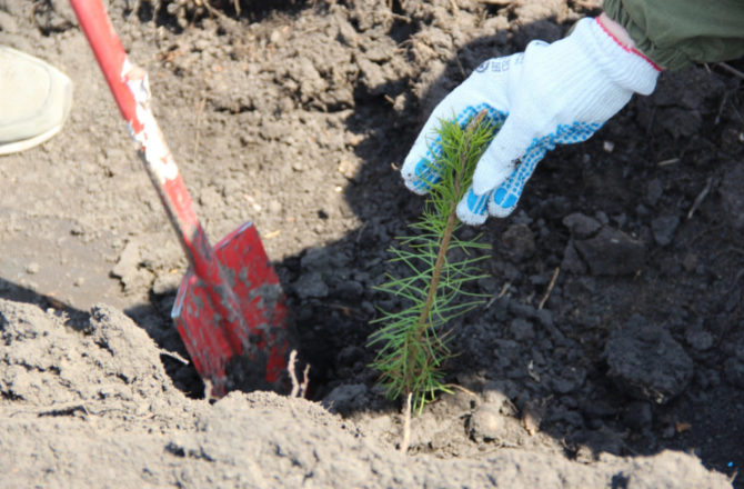 В этом году более 200 тыс. деревьев в рамках международной акции «Сад памяти» высадят в лесном фонде Пермского края